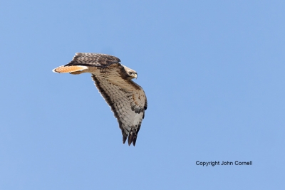 Buteo-jamaicensis;Hawk;Red-tailed-Hawk;flight,-Buteo-jamaicensis;Flying-Bird;Haw